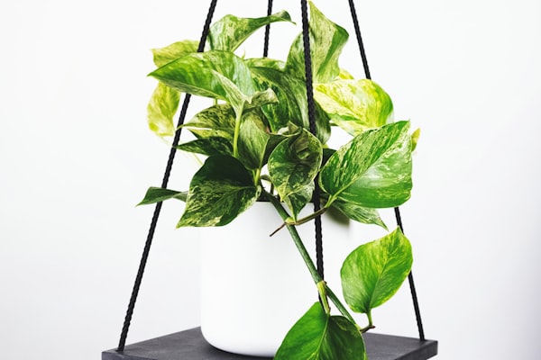 欧洲冠军联赛决赛夜伯纳乌球场盛况直播